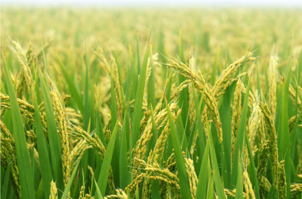 rice jpg